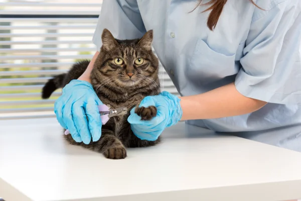 Quanto dura il corso di assistente veterinario?